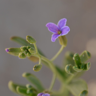 Fleur du désert